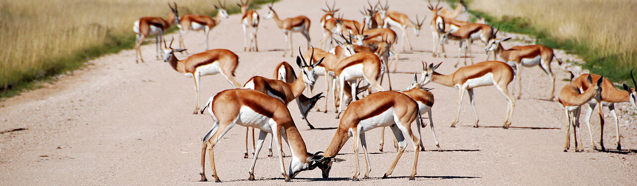 Afrika Namibia // Fotogalerien